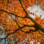 maple, tree, nature-3695060.jpg